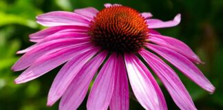 Son yıllarda özellikle kış aylarında adı sıkça duyulan Ekinezya, bağışıklık sistemini destekleyici özellikleriyle öne çıkan şifalı bitkiler arasında yer almaktadır. Mor ve pembe tonlarındaki gösterişli çiçekleriyle dikkat çeken bu bitki, hem görsel güzelliği hem de sağlık alanındaki kullanımıyla bilinmektedir. Bitkisel destek arayışında olan pek çok kişi, Ekinezya nedir ve nasıl tüketilir sorularına yanıt aramaktadır. Konulu bir haber görseli.