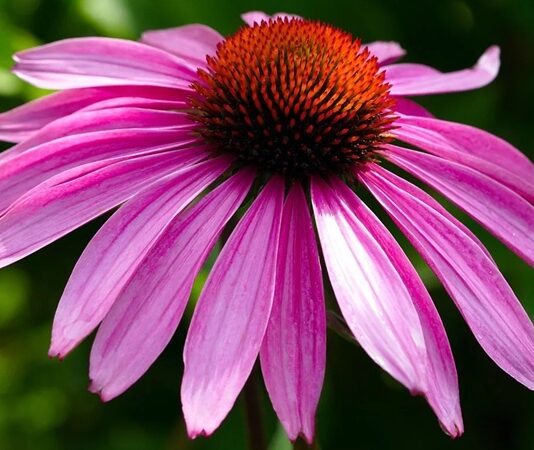 Son yıllarda özellikle kış aylarında adı sıkça duyulan Ekinezya, bağışıklık sistemini destekleyici özellikleriyle öne çıkan şifalı bitkiler arasında yer almaktadır. Mor ve pembe tonlarındaki gösterişli çiçekleriyle dikkat çeken bu bitki, hem görsel güzelliği hem de sağlık alanındaki kullanımıyla bilinmektedir. Bitkisel destek arayışında olan pek çok kişi, Ekinezya nedir ve nasıl tüketilir sorularına yanıt aramaktadır. Konulu bir haber görseli.