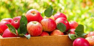 Günlük hayatta en sık tüketilen meyvelerden biri olan Elma, hem lezzeti hem de besin değeriyle sağlıklı beslenmenin temel taşlarından biridir. Farklı renk ve aromalara sahip çeşitleri bulunan bu meyve, yılın büyük bölümünde kolayca erişilebilir olmasıyla da öne çıkar. Tatlıdan ekşiye değişen aroması sayesinde her damak zevkine hitap eden Elma nedir sorusu, aslında basit gibi görünse de içerdiği zengin besin değerleriyle oldukça kapsamlı bir yanıt gerektirir. Konulu bir haber görseli.