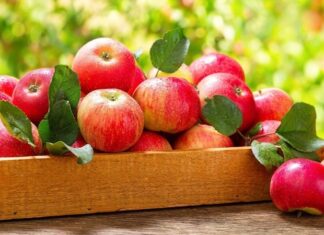 Günlük hayatta en sık tüketilen meyvelerden biri olan Elma, hem lezzeti hem de besin değeriyle sağlıklı beslenmenin temel taşlarından biridir. Farklı renk ve aromalara sahip çeşitleri bulunan bu meyve, yılın büyük bölümünde kolayca erişilebilir olmasıyla da öne çıkar. Tatlıdan ekşiye değişen aroması sayesinde her damak zevkine hitap eden Elma nedir sorusu, aslında basit gibi görünse de içerdiği zengin besin değerleriyle oldukça kapsamlı bir yanıt gerektirir. Konulu bir haber görseli.