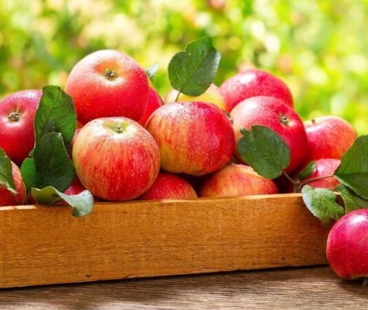 Günlük hayatta en sık tüketilen meyvelerden biri olan Elma, hem lezzeti hem de besin değeriyle sağlıklı beslenmenin temel taşlarından biridir. Farklı renk ve aromalara sahip çeşitleri bulunan bu meyve, yılın büyük bölümünde kolayca erişilebilir olmasıyla da öne çıkar. Tatlıdan ekşiye değişen aroması sayesinde her damak zevkine hitap eden Elma nedir sorusu, aslında basit gibi görünse de içerdiği zengin besin değerleriyle oldukça kapsamlı bir yanıt gerektirir. Konulu bir haber görseli.
