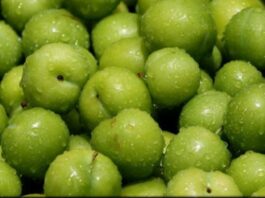 İlkbahar ve yaz aylarının en sevilen meyvelerinden biri olan erik, hem ekşi hem de tatlı çeşitleriyle sofralarda önemli bir yer tutar. Bilimsel adı Prunus domestica olan bu meyve, gülgiller familyasına aittir ve dünya genelinde yaygın olarak yetiştirilmektedir. Türkiye’de özellikle yeşil erik ilkbaharın habercisi olarak görülürken, mor ve kırmızı çeşitleri yaz aylarında olgunlaşarak tüketilir. Konulu bir haber görseli.