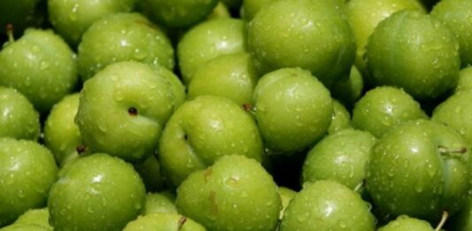 İlkbahar ve yaz aylarının en sevilen meyvelerinden biri olan erik, hem ekşi hem de tatlı çeşitleriyle sofralarda önemli bir yer tutar. Bilimsel adı Prunus domestica olan bu meyve, gülgiller familyasına aittir ve dünya genelinde yaygın olarak yetiştirilmektedir. Türkiye’de özellikle yeşil erik ilkbaharın habercisi olarak görülürken, mor ve kırmızı çeşitleri yaz aylarında olgunlaşarak tüketilir. Konulu bir haber görseli.