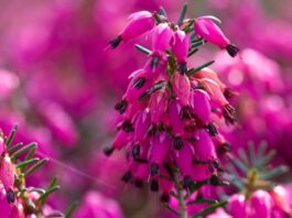 Doğal bitkiler arasında hem görsel güzelliği hem de geleneksel kullanımıyla dikkat çeken Funda, özellikle dağlık ve ormanlık alanlarda yetişen dayanıklı bir bitkidir. Mor ve pembe tonlarındaki çiçekleriyle bilinen bu bitki, hem peyzaj düzenlemelerinde hem de bitkisel çay formunda tercih edilmektedir. Son yıllarda doğal ürünlere yönelimin artmasıyla birlikte funda bitkisi daha fazla ilgi görmeye başlamıştır. Konulu bir haber görseli.