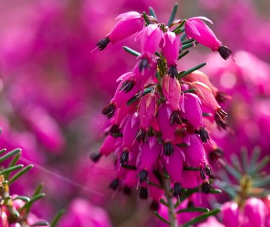 Doğal bitkiler arasında hem görsel güzelliği hem de geleneksel kullanımıyla dikkat çeken Funda, özellikle dağlık ve ormanlık alanlarda yetişen dayanıklı bir bitkidir. Mor ve pembe tonlarındaki çiçekleriyle bilinen bu bitki, hem peyzaj düzenlemelerinde hem de bitkisel çay formunda tercih edilmektedir. Son yıllarda doğal ürünlere yönelimin artmasıyla birlikte funda bitkisi daha fazla ilgi görmeye başlamıştır. Konulu bir haber görseli.