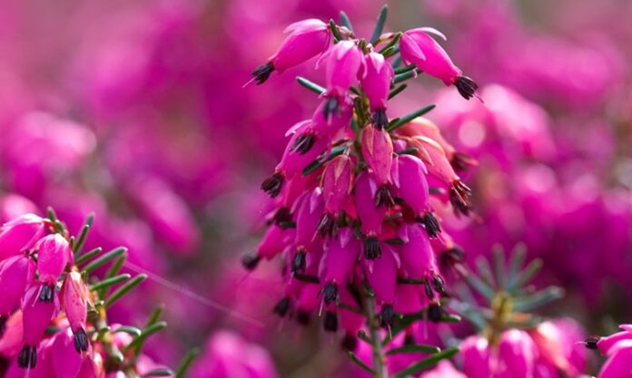Doğal bitkiler arasında hem görsel güzelliği hem de geleneksel kullanımıyla dikkat çeken Funda, özellikle dağlık ve ormanlık alanlarda yetişen dayanıklı bir bitkidir. Mor ve pembe tonlarındaki çiçekleriyle bilinen bu bitki, hem peyzaj düzenlemelerinde hem de bitkisel çay formunda tercih edilmektedir. Son yıllarda doğal ürünlere yönelimin artmasıyla birlikte funda bitkisi daha fazla ilgi görmeye başlamıştır. Konulu bir haber görseli.