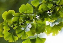 Binlerce yıllık geçmişe sahip olan Ginkgo Biloba, dünyanın en eski ağaç türlerinden biri olarak bilinmektedir. Özellikle Çin tıbbında uzun yıllardır kullanılan bu bitki, günümüzde hafıza ve dolaşım sistemi üzerindeki etkileriyle ön plana çıkmaktadır. Doğal takviye arayışında olan pek çok kişi, Ginkgo Biloba nedir ve hangi alanlarda kullanılır sorusuna yanıt aramaktadır. Konulu bir haber görseli.