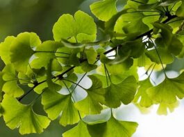Ginkgo Biloba Nedir? Ginkgo Biloba’nın Faydaları Nelerdir? Binlerce yıllık geçmişe sahip olan Ginkgo Biloba, dünyanın en eski ağaç türlerinden biri olarak bilinmektedir. Özellikle Çin tıbbında uzun yıllardır kullanılan bu bitki, günümüzde hafıza ve dolaşım sistemi üzerindeki etkileriyle ön plana çıkmaktadır. Doğal takviye arayışında olan pek çok kişi, Ginkgo Biloba nedir ve hangi alanlarda kullanılır sorusuna yanıt aramaktadır. Konulu bir haber görseli.
