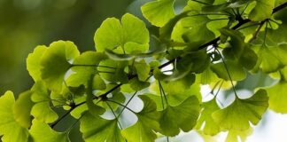 Binlerce yıllık geçmişe sahip olan Ginkgo Biloba, dünyanın en eski ağaç türlerinden biri olarak bilinmektedir. Özellikle Çin tıbbında uzun yıllardır kullanılan bu bitki, günümüzde hafıza ve dolaşım sistemi üzerindeki etkileriyle ön plana çıkmaktadır. Doğal takviye arayışında olan pek çok kişi, Ginkgo Biloba nedir ve hangi alanlarda kullanılır sorusuna yanıt aramaktadır. Konulu bir haber görseli.