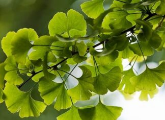 Binlerce yıllık geçmişe sahip olan Ginkgo Biloba, dünyanın en eski ağaç türlerinden biri olarak bilinmektedir. Özellikle Çin tıbbında uzun yıllardır kullanılan bu bitki, günümüzde hafıza ve dolaşım sistemi üzerindeki etkileriyle ön plana çıkmaktadır. Doğal takviye arayışında olan pek çok kişi, Ginkgo Biloba nedir ve hangi alanlarda kullanılır sorusuna yanıt aramaktadır. Konulu bir haber görseli.