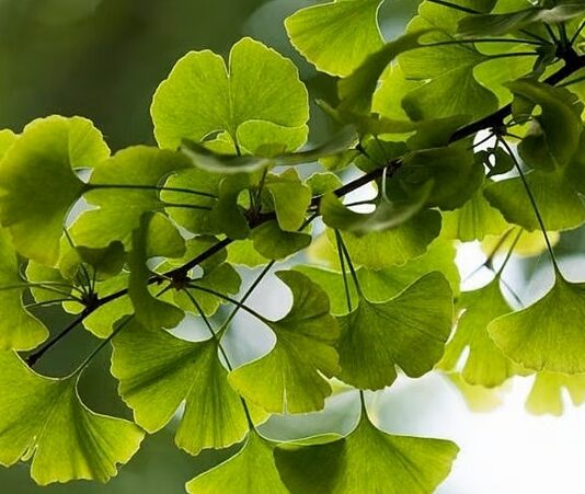 Ginkgo Biloba Nedir? Ginkgo Biloba’nın Faydaları Nelerdir? Binlerce yıllık geçmişe sahip olan Ginkgo Biloba, dünyanın en eski ağaç türlerinden biri olarak bilinmektedir. Özellikle Çin tıbbında uzun yıllardır kullanılan bu bitki, günümüzde hafıza ve dolaşım sistemi üzerindeki etkileriyle ön plana çıkmaktadır. Doğal takviye arayışında olan pek çok kişi, Ginkgo Biloba nedir ve hangi alanlarda kullanılır sorusuna yanıt aramaktadır. Konulu bir haber görseli.