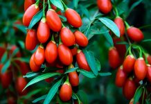 Goji Berry Nedir? Goji Berry’nin Faydaları Nelerdir? Goji Berry, özellikle Asya kökenli bir meyve olarak bilinir ve son yıllarda sağlıklı beslenme trendlerinin vazgeçilmez bir parçası haline gelmiştir. Canlı kırmızı rengi ve tatlı-ekşi aroması ile dikkat çeken Goji Berry, besin değerleri açısından oldukça zengindir. Lif, vitamin, mineral ve antioksidan bakımından güçlü olan bu meyve, enerji verici özelliği sayesinde hem fiziksel hem de zihinsel sağlığı destekler. Konulu bir haber görseli.