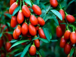 Goji Berry Nedir? Goji Berry’nin Faydaları Nelerdir? Goji Berry, özellikle Asya kökenli bir meyve olarak bilinir ve son yıllarda sağlıklı beslenme trendlerinin vazgeçilmez bir parçası haline gelmiştir. Canlı kırmızı rengi ve tatlı-ekşi aroması ile dikkat çeken Goji Berry, besin değerleri açısından oldukça zengindir. Lif, vitamin, mineral ve antioksidan bakımından güçlü olan bu meyve, enerji verici özelliği sayesinde hem fiziksel hem de zihinsel sağlığı destekler. Konulu bir haber görseli.