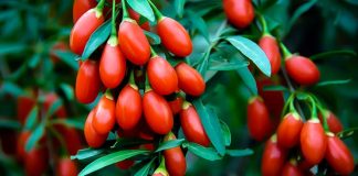 Goji Berry, özellikle Asya kökenli bir meyve olarak bilinir ve son yıllarda sağlıklı beslenme trendlerinin vazgeçilmez bir parçası haline gelmiştir. Canlı kırmızı rengi ve tatlı-ekşi aroması ile dikkat çeken Goji Berry, besin değerleri açısından oldukça zengindir. Lif, vitamin, mineral ve antioksidan bakımından güçlü olan bu meyve, enerji verici özelliği sayesinde hem fiziksel hem de zihinsel sağlığı destekler. Konulu bir haber görseli.
