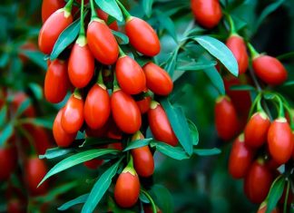 Goji Berry, özellikle Asya kökenli bir meyve olarak bilinir ve son yıllarda sağlıklı beslenme trendlerinin vazgeçilmez bir parçası haline gelmiştir. Canlı kırmızı rengi ve tatlı-ekşi aroması ile dikkat çeken Goji Berry, besin değerleri açısından oldukça zengindir. Lif, vitamin, mineral ve antioksidan bakımından güçlü olan bu meyve, enerji verici özelliği sayesinde hem fiziksel hem de zihinsel sağlığı destekler. Konulu bir haber görseli.