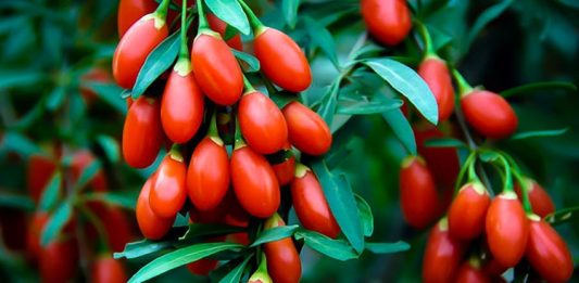 Goji Berry Nedir? Goji Berry’nin Faydaları Nelerdir? Goji Berry, özellikle Asya kökenli bir meyve olarak bilinir ve son yıllarda sağlıklı beslenme trendlerinin vazgeçilmez bir parçası haline gelmiştir. Canlı kırmızı rengi ve tatlı-ekşi aroması ile dikkat çeken Goji Berry, besin değerleri açısından oldukça zengindir. Lif, vitamin, mineral ve antioksidan bakımından güçlü olan bu meyve, enerji verici özelliği sayesinde hem fiziksel hem de zihinsel sağlığı destekler. Konulu bir haber görseli.