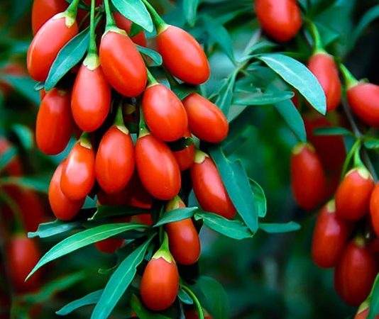 Goji Berry, özellikle Asya kökenli bir meyve olarak bilinir ve son yıllarda sağlıklı beslenme trendlerinin vazgeçilmez bir parçası haline gelmiştir. Canlı kırmızı rengi ve tatlı-ekşi aroması ile dikkat çeken Goji Berry, besin değerleri açısından oldukça zengindir. Lif, vitamin, mineral ve antioksidan bakımından güçlü olan bu meyve, enerji verici özelliği sayesinde hem fiziksel hem de zihinsel sağlığı destekler. Konulu bir haber görseli.