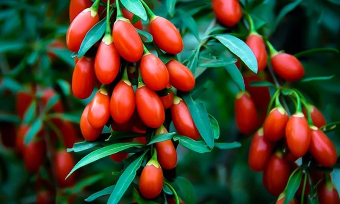 Goji Berry, özellikle Asya kökenli bir meyve olarak bilinir ve son yıllarda sağlıklı beslenme trendlerinin vazgeçilmez bir parçası haline gelmiştir. Canlı kırmızı rengi ve tatlı-ekşi aroması ile dikkat çeken Goji Berry, besin değerleri açısından oldukça zengindir. Lif, vitamin, mineral ve antioksidan bakımından güçlü olan bu meyve, enerji verici özelliği sayesinde hem fiziksel hem de zihinsel sağlığı destekler. Konulu bir haber görseli.