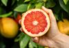 Son yıllarda doğal destek ürünlerine olan ilginin artmasıyla birlikte Greyfurt Çekirdeği ve ondan elde edilen özler daha fazla gündeme gelmeye başladı. Özellikle bağışıklık sistemi, cilt sağlığı ve genel vücut direnci üzerinde potansiyel etkileri nedeniyle tercih edilen bu doğal içerik, alternatif destek ürünleri arasında yerini almıştır. Ancak bilinçli ve kontrollü kullanım her zaman önem taşır. Konulu bir haber görseli.