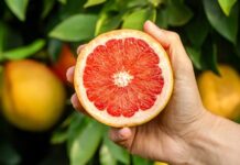 Son yıllarda doğal destek ürünlerine olan ilginin artmasıyla birlikte Greyfurt Çekirdeği ve ondan elde edilen özler daha fazla gündeme gelmeye başladı. Özellikle bağışıklık sistemi, cilt sağlığı ve genel vücut direnci üzerinde potansiyel etkileri nedeniyle tercih edilen bu doğal içerik, alternatif destek ürünleri arasında yerini almıştır. Ancak bilinçli ve kontrollü kullanım her zaman önem taşır. Konulu bir haber görseli.