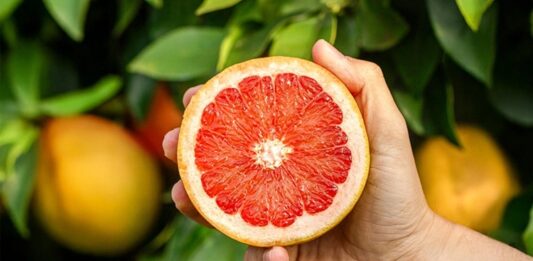 Greyfurt Çekirdeği Nedir? Greyfurt Çekirdeği’nin Faydaları Nelerdir? Son yıllarda doğal destek ürünlerine olan ilginin artmasıyla birlikte Greyfurt Çekirdeği ve ondan elde edilen özler daha fazla gündeme gelmeye başladı. Özellikle bağışıklık sistemi, cilt sağlığı ve genel vücut direnci üzerinde potansiyel etkileri nedeniyle tercih edilen bu doğal içerik, alternatif destek ürünleri arasında yerini almıştır. Ancak bilinçli ve kontrollü kullanım her zaman önem taşır. Konulu bir haber görseli.