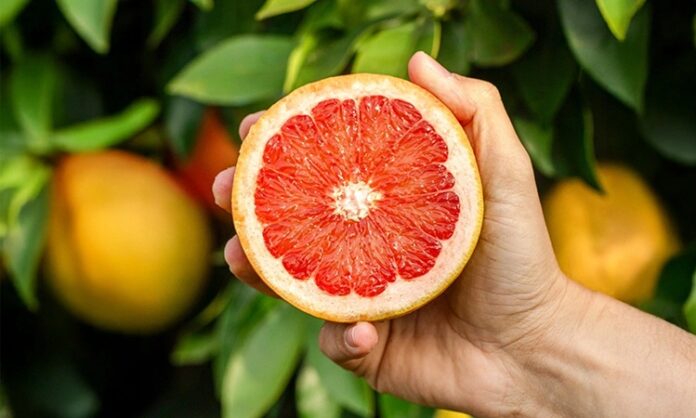 Son yıllarda doğal destek ürünlerine olan ilginin artmasıyla birlikte Greyfurt Çekirdeği ve ondan elde edilen özler daha fazla gündeme gelmeye başladı. Özellikle bağışıklık sistemi, cilt sağlığı ve genel vücut direnci üzerinde potansiyel etkileri nedeniyle tercih edilen bu doğal içerik, alternatif destek ürünleri arasında yerini almıştır. Ancak bilinçli ve kontrollü kullanım her zaman önem taşır. Konulu bir haber görseli.