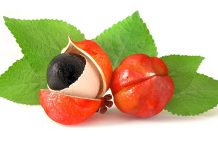 Güney Amerika'nın yağmur ormanlarından gelen Guarana, doğal enerji veren bitkiler arasında öne çıkar. Özellikle Amazon bölgesinde yerli halk tarafından yüzyıllardır tüketilen bu bitki, hem sağlık destekleyici hem de zihinsel performansı artırıcı özellikleri ile bilinir. Guarana, tohumlarıyla öne çıkan bir bitkidir ve kafein açısından oldukça zengindir; bu nedenle enerji seviyesini yükseltmek ve yorgunluğu azaltmak için kullanılır. Konulu bir haber görseli.