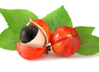 Guarana Nedir? Guarana’nın Faydaları Nelerdir? Güney Amerika'nın yağmur ormanlarından gelen Guarana, doğal enerji veren bitkiler arasında öne çıkar. Özellikle Amazon bölgesinde yerli halk tarafından yüzyıllardır tüketilen bu bitki, hem sağlık destekleyici hem de zihinsel performansı artırıcı özellikleri ile bilinir. Guarana, tohumlarıyla öne çıkan bir bitkidir ve kafein açısından oldukça zengindir; bu nedenle enerji seviyesini yükseltmek ve yorgunluğu azaltmak için kullanılır. Konulu bir haber görseli.