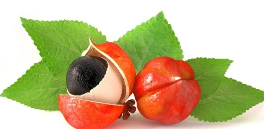 Guarana Nedir? Guarana’nın Faydaları Nelerdir? Güney Amerika'nın yağmur ormanlarından gelen Guarana, doğal enerji veren bitkiler arasında öne çıkar. Özellikle Amazon bölgesinde yerli halk tarafından yüzyıllardır tüketilen bu bitki, hem sağlık destekleyici hem de zihinsel performansı artırıcı özellikleri ile bilinir. Guarana, tohumlarıyla öne çıkan bir bitkidir ve kafein açısından oldukça zengindir; bu nedenle enerji seviyesini yükseltmek ve yorgunluğu azaltmak için kullanılır. Konulu bir haber görseli.