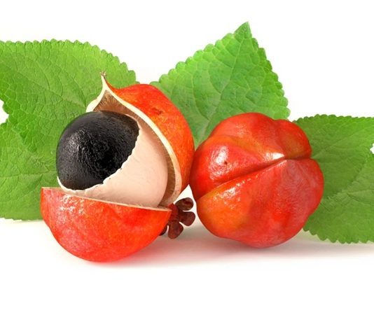 Güney Amerika'nın yağmur ormanlarından gelen Guarana, doğal enerji veren bitkiler arasında öne çıkar. Özellikle Amazon bölgesinde yerli halk tarafından yüzyıllardır tüketilen bu bitki, hem sağlık destekleyici hem de zihinsel performansı artırıcı özellikleri ile bilinir. Guarana, tohumlarıyla öne çıkan bir bitkidir ve kafein açısından oldukça zengindir; bu nedenle enerji seviyesini yükseltmek ve yorgunluğu azaltmak için kullanılır. Konulu bir haber görseli.