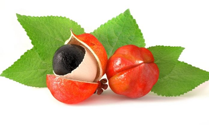 Güney Amerika'nın yağmur ormanlarından gelen Guarana, doğal enerji veren bitkiler arasında öne çıkar. Özellikle Amazon bölgesinde yerli halk tarafından yüzyıllardır tüketilen bu bitki, hem sağlık destekleyici hem de zihinsel performansı artırıcı özellikleri ile bilinir. Guarana, tohumlarıyla öne çıkan bir bitkidir ve kafein açısından oldukça zengindir; bu nedenle enerji seviyesini yükseltmek ve yorgunluğu azaltmak için kullanılır. Konulu bir haber görseli.