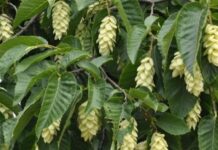 Gürgen Nedir? Gürgen’in Faydaları Nelerdir? Gürgen, dayanıklı yapısı ve sert odun dokusuyla bilinen, geniş yapraklı ağaç türlerinden biridir. Bilimsel olarak Carpinus cinsine ait olan gürgen ağacı, özellikle ılıman iklim bölgelerinde yetişir. Türkiye’de en yaygın görülen türlerinden biri Carpinus betulus olarak bilinir ve Karadeniz ile Marmara bölgelerinde doğal yayılış gösterir. Orman ekosisteminin önemli bir parçası olan gürgen, sağlam gövdesi ve sık dokulu yapısıyla dikkat çeker. Konulu bir haber görseli.