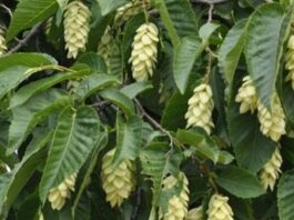 Gürgen Nedir? Gürgen’in Faydaları Nelerdir? Gürgen, dayanıklı yapısı ve sert odun dokusuyla bilinen, geniş yapraklı ağaç türlerinden biridir. Bilimsel olarak Carpinus cinsine ait olan gürgen ağacı, özellikle ılıman iklim bölgelerinde yetişir. Türkiye’de en yaygın görülen türlerinden biri Carpinus betulus olarak bilinir ve Karadeniz ile Marmara bölgelerinde doğal yayılış gösterir. Orman ekosisteminin önemli bir parçası olan gürgen, sağlam gövdesi ve sık dokulu yapısıyla dikkat çeker. Konulu bir haber görseli.