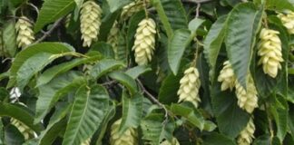 Gürgen, dayanıklı yapısı ve sert odun dokusuyla bilinen, geniş yapraklı ağaç türlerinden biridir. Bilimsel olarak Carpinus cinsine ait olan gürgen ağacı, özellikle ılıman iklim bölgelerinde yetişir. Türkiye’de en yaygın görülen türlerinden biri Carpinus betulus olarak bilinir ve Karadeniz ile Marmara bölgelerinde doğal yayılış gösterir. Orman ekosisteminin önemli bir parçası olan gürgen, sağlam gövdesi ve sık dokulu yapısıyla dikkat çeker. Konulu bir haber görseli.