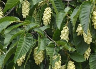 Gürgen, dayanıklı yapısı ve sert odun dokusuyla bilinen, geniş yapraklı ağaç türlerinden biridir. Bilimsel olarak Carpinus cinsine ait olan gürgen ağacı, özellikle ılıman iklim bölgelerinde yetişir. Türkiye’de en yaygın görülen türlerinden biri Carpinus betulus olarak bilinir ve Karadeniz ile Marmara bölgelerinde doğal yayılış gösterir. Orman ekosisteminin önemli bir parçası olan gürgen, sağlam gövdesi ve sık dokulu yapısıyla dikkat çeker. Konulu bir haber görseli.