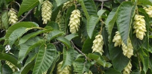 Gürgen Nedir? Gürgen’in Faydaları Nelerdir? Gürgen, dayanıklı yapısı ve sert odun dokusuyla bilinen, geniş yapraklı ağaç türlerinden biridir. Bilimsel olarak Carpinus cinsine ait olan gürgen ağacı, özellikle ılıman iklim bölgelerinde yetişir. Türkiye’de en yaygın görülen türlerinden biri Carpinus betulus olarak bilinir ve Karadeniz ile Marmara bölgelerinde doğal yayılış gösterir. Orman ekosisteminin önemli bir parçası olan gürgen, sağlam gövdesi ve sık dokulu yapısıyla dikkat çeker. Konulu bir haber görseli.