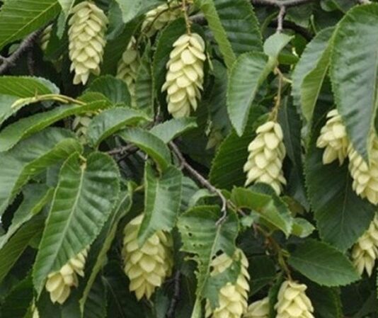 Gürgen Nedir? Gürgen’in Faydaları Nelerdir? Gürgen, dayanıklı yapısı ve sert odun dokusuyla bilinen, geniş yapraklı ağaç türlerinden biridir. Bilimsel olarak Carpinus cinsine ait olan gürgen ağacı, özellikle ılıman iklim bölgelerinde yetişir. Türkiye’de en yaygın görülen türlerinden biri Carpinus betulus olarak bilinir ve Karadeniz ile Marmara bölgelerinde doğal yayılış gösterir. Orman ekosisteminin önemli bir parçası olan gürgen, sağlam gövdesi ve sık dokulu yapısıyla dikkat çeker. Konulu bir haber görseli.