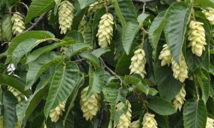 Gürgen Nedir Gürgen'in Faydaları Nelerdir Gürgen, dayanıklı yapısı ve sert odun dokusuyla bilinen, geniş yapraklı ağaç türlerinden biridir. Bilimsel olarak Carpinus cinsine ait olan gürgen ağacı, özellikle ılıman iklim bölgelerinde yetişir. Türkiye’de en yaygın görülen türlerinden biri Carpinus betulus olarak bilinir ve Karadeniz ile Marmara bölgelerinde doğal yayılış gösterir. Orman ekosisteminin önemli bir parçası olan gürgen, sağlam gövdesi ve sık dokulu yapısıyla dikkat çeker. Konulu bir haber görseli.