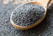 Haşhaş, yüzyıllardır hem besin hem de tarımsal ürün olarak değerlendirilen köklü bir bitkidir. Bilimsel adı Papaver somniferum olan bu bitki, özellikle tohumları sayesinde mutfak kültüründe önemli bir yere sahiptir. Anadolu’da uzun yıllardır yetiştirilen haşhaş, kontrollü üretim kapsamında tarımı yapılan ve ekonomik değeri yüksek bir üründür. Türkiye’de belirli bölgelerde devlet denetiminde ekimi gerçekleştirilmektedir. Konulu bir haber görseli.