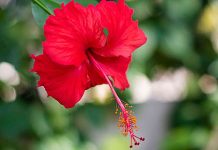 Dünya genelinde çay ve bitki bazlı içeceklerde popülerlik kazanan Hibiskus, hem lezzeti hem de sağlığa olan katkıları ile dikkat çekiyor. Hibiskus, genellikle kırmızı çiçeklerinden elde edilen kurutulmuş yaprak ve taç yapraklar ile hazırlanır. Bu bitki, özellikle Hibiskus'un Faydaları açısından araştırmacıların ve sağlık meraklılarının ilgisini çekiyor. Kurutulmuş çiçekleri sıcak veya soğuk su ile demlenerek içilir ve ferahlatıcı aroması ile bilinir. Konulu bir haber görseli.