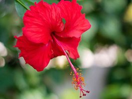Hibiskus Nedir? Hibiskus’un Faydaları Nelerdir? Dünya genelinde çay ve bitki bazlı içeceklerde popülerlik kazanan Hibiskus, hem lezzeti hem de sağlığa olan katkıları ile dikkat çekiyor. Hibiskus, genellikle kırmızı çiçeklerinden elde edilen kurutulmuş yaprak ve taç yapraklar ile hazırlanır. Bu bitki, özellikle Hibiskus'un Faydaları açısından araştırmacıların ve sağlık meraklılarının ilgisini çekiyor. Kurutulmuş çiçekleri sıcak veya soğuk su ile demlenerek içilir ve ferahlatıcı aroması ile bilinir. Konulu bir haber görseli.