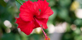 Dünya genelinde çay ve bitki bazlı içeceklerde popülerlik kazanan Hibiskus, hem lezzeti hem de sağlığa olan katkıları ile dikkat çekiyor. Hibiskus, genellikle kırmızı çiçeklerinden elde edilen kurutulmuş yaprak ve taç yapraklar ile hazırlanır. Bu bitki, özellikle Hibiskus'un Faydaları açısından araştırmacıların ve sağlık meraklılarının ilgisini çekiyor. Kurutulmuş çiçekleri sıcak veya soğuk su ile demlenerek içilir ve ferahlatıcı aroması ile bilinir. Konulu bir haber görseli.