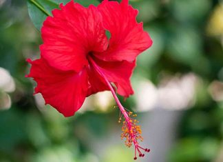 Hibiskus Nedir? Hibiskus’un Faydaları Nelerdir? Dünya genelinde çay ve bitki bazlı içeceklerde popülerlik kazanan Hibiskus, hem lezzeti hem de sağlığa olan katkıları ile dikkat çekiyor. Hibiskus, genellikle kırmızı çiçeklerinden elde edilen kurutulmuş yaprak ve taç yapraklar ile hazırlanır. Bu bitki, özellikle Hibiskus'un Faydaları açısından araştırmacıların ve sağlık meraklılarının ilgisini çekiyor. Kurutulmuş çiçekleri sıcak veya soğuk su ile demlenerek içilir ve ferahlatıcı aroması ile bilinir. Konulu bir haber görseli.
