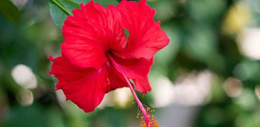 Hibiskus Nedir? Hibiskus’un Faydaları Nelerdir? Dünya genelinde çay ve bitki bazlı içeceklerde popülerlik kazanan Hibiskus, hem lezzeti hem de sağlığa olan katkıları ile dikkat çekiyor. Hibiskus, genellikle kırmızı çiçeklerinden elde edilen kurutulmuş yaprak ve taç yapraklar ile hazırlanır. Bu bitki, özellikle Hibiskus'un Faydaları açısından araştırmacıların ve sağlık meraklılarının ilgisini çekiyor. Kurutulmuş çiçekleri sıcak veya soğuk su ile demlenerek içilir ve ferahlatıcı aroması ile bilinir. Konulu bir haber görseli.