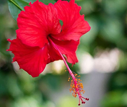 Dünya genelinde çay ve bitki bazlı içeceklerde popülerlik kazanan Hibiskus, hem lezzeti hem de sağlığa olan katkıları ile dikkat çekiyor. Hibiskus, genellikle kırmızı çiçeklerinden elde edilen kurutulmuş yaprak ve taç yapraklar ile hazırlanır. Bu bitki, özellikle Hibiskus'un Faydaları açısından araştırmacıların ve sağlık meraklılarının ilgisini çekiyor. Kurutulmuş çiçekleri sıcak veya soğuk su ile demlenerek içilir ve ferahlatıcı aroması ile bilinir. Konulu bir haber görseli.