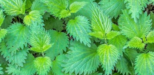 Isırgan Otu Nedir? Isırgan Otu’nun Faydaları Nelerdir? Doğada kendiliğinden yetişen ve temas edildiğinde ciltte hafif yanma hissi oluşturan Isırgan Otu, yüzyıllardır hem geleneksel tıpta hem de mutfak kültüründe kullanılan değerli bir bitkidir. İlk bakışta yakıcı özelliğiyle bilinse de, içerdiği zengin besin değerleri sayesinde sağlığa olan katkılarıyla ön plana çıkar. Son yıllarda bitkisel ürünlere olan ilginin artmasıyla birlikte Isırgan Otu nedir ve hangi alanlarda kullanılır soruları daha sık araştırılmaktadır. Konulu bir haber görseli.