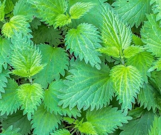 Doğada kendiliğinden yetişen ve temas edildiğinde ciltte hafif yanma hissi oluşturan Isırgan Otu, yüzyıllardır hem geleneksel tıpta hem de mutfak kültüründe kullanılan değerli bir bitkidir. İlk bakışta yakıcı özelliğiyle bilinse de, içerdiği zengin besin değerleri sayesinde sağlığa olan katkılarıyla ön plana çıkar. Son yıllarda bitkisel ürünlere olan ilginin artmasıyla birlikte Isırgan Otu nedir ve hangi alanlarda kullanılır soruları daha sık araştırılmaktadır. Konulu bir haber görseli.