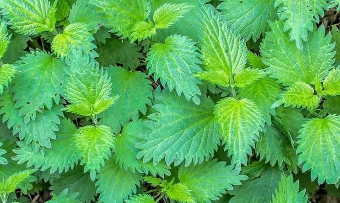 Doğada kendiliğinden yetişen ve temas edildiğinde ciltte hafif yanma hissi oluşturan Isırgan Otu, yüzyıllardır hem geleneksel tıpta hem de mutfak kültüründe kullanılan değerli bir bitkidir. İlk bakışta yakıcı özelliğiyle bilinse de, içerdiği zengin besin değerleri sayesinde sağlığa olan katkılarıyla ön plana çıkar. Son yıllarda bitkisel ürünlere olan ilginin artmasıyla birlikte Isırgan Otu nedir ve hangi alanlarda kullanılır soruları daha sık araştırılmaktadır. Konulu bir haber görseli.