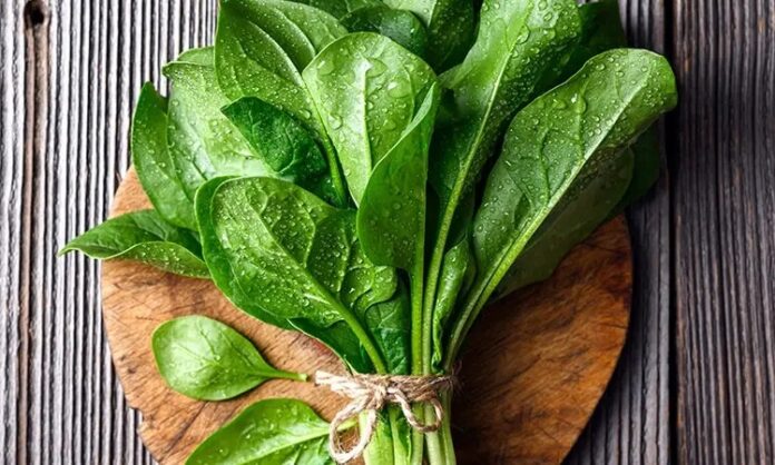 Yeşil yapraklı sebzeler arasında önemli bir yere sahip olan ıspanak, hem besleyici içeriği hem de çok yönlü kullanımıyla mutfakların vazgeçilmezlerinden biridir. Çiğ olarak salatalarda, pişirilerek yemeklerde ya da börek ve çorbalarda kullanılan ıspanak, özellikle kış aylarında daha sık tüketilir. Düşük kalorili yapısı ve yüksek besin değeri sayesinde sağlıklı beslenme programlarının önemli bir parçası haline gelmiştir. Konulu bir haber görseli.