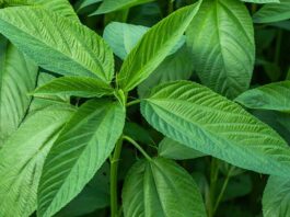 Doğal lif kaynakları arasında önemli bir yere sahip olan Jüt, özellikle tekstil ve ambalaj sektöründe yaygın olarak kullanılan bitkisel bir hammaddedir. Tropikal iklimlerde yetişen bu bitki, sağlam lif yapısı sayesinde yüzyıllardır insan hayatında yer almaktadır. Günümüzde çevre dostu üretim anlayışının yaygınlaşmasıyla birlikte Jüt yeniden değer kazanmış, sürdürülebilir ürün arayışında öne çıkan bitkilerden biri olmuştur. Konulu bir haber görseli.